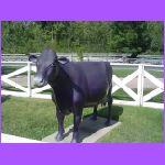 The Purple Cow 2.jpg